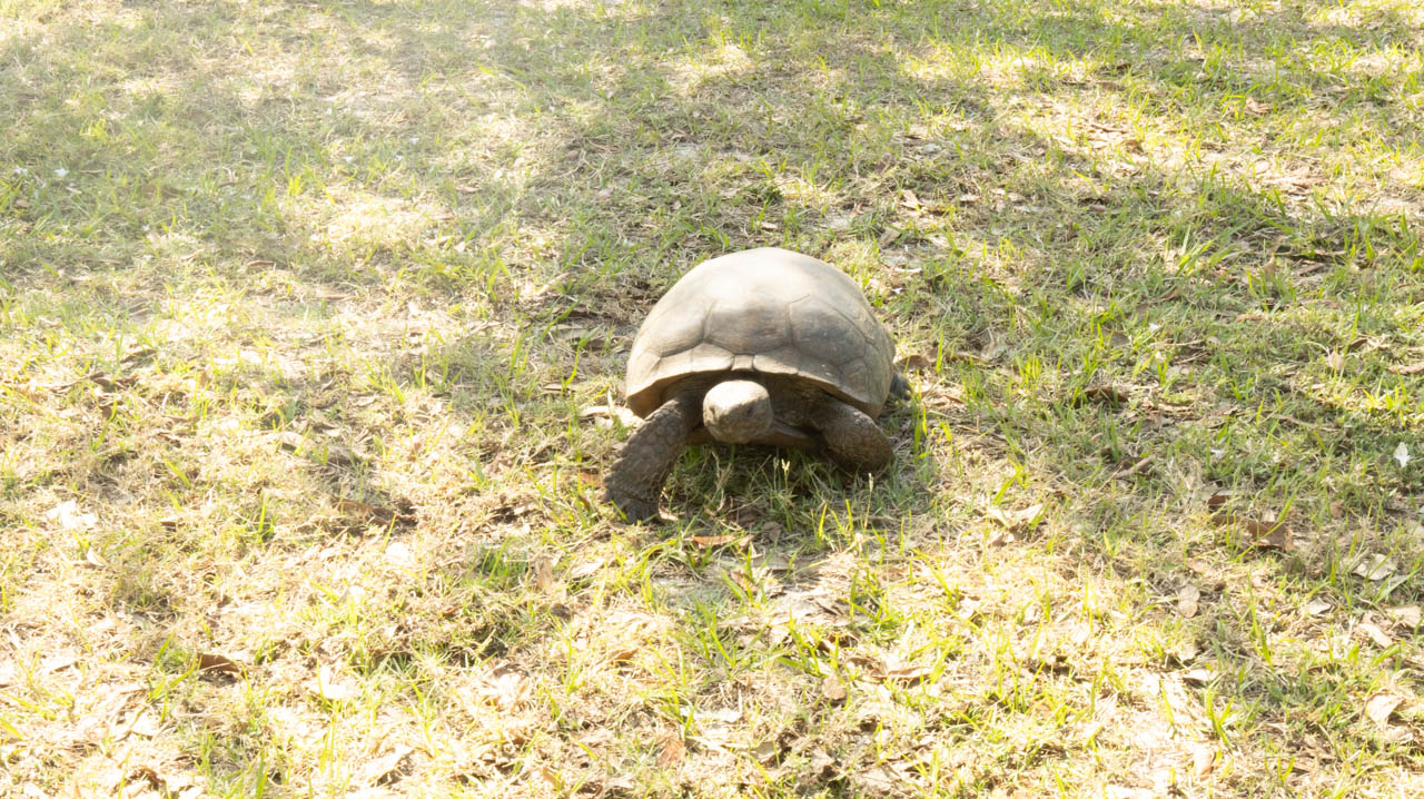 Tortise