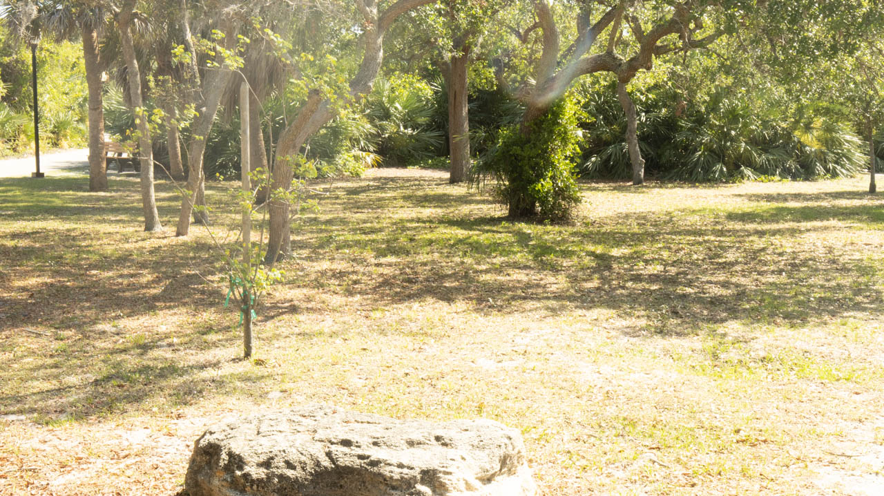 Secluded Lawn
